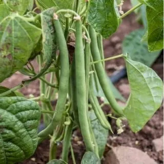 Green Bean